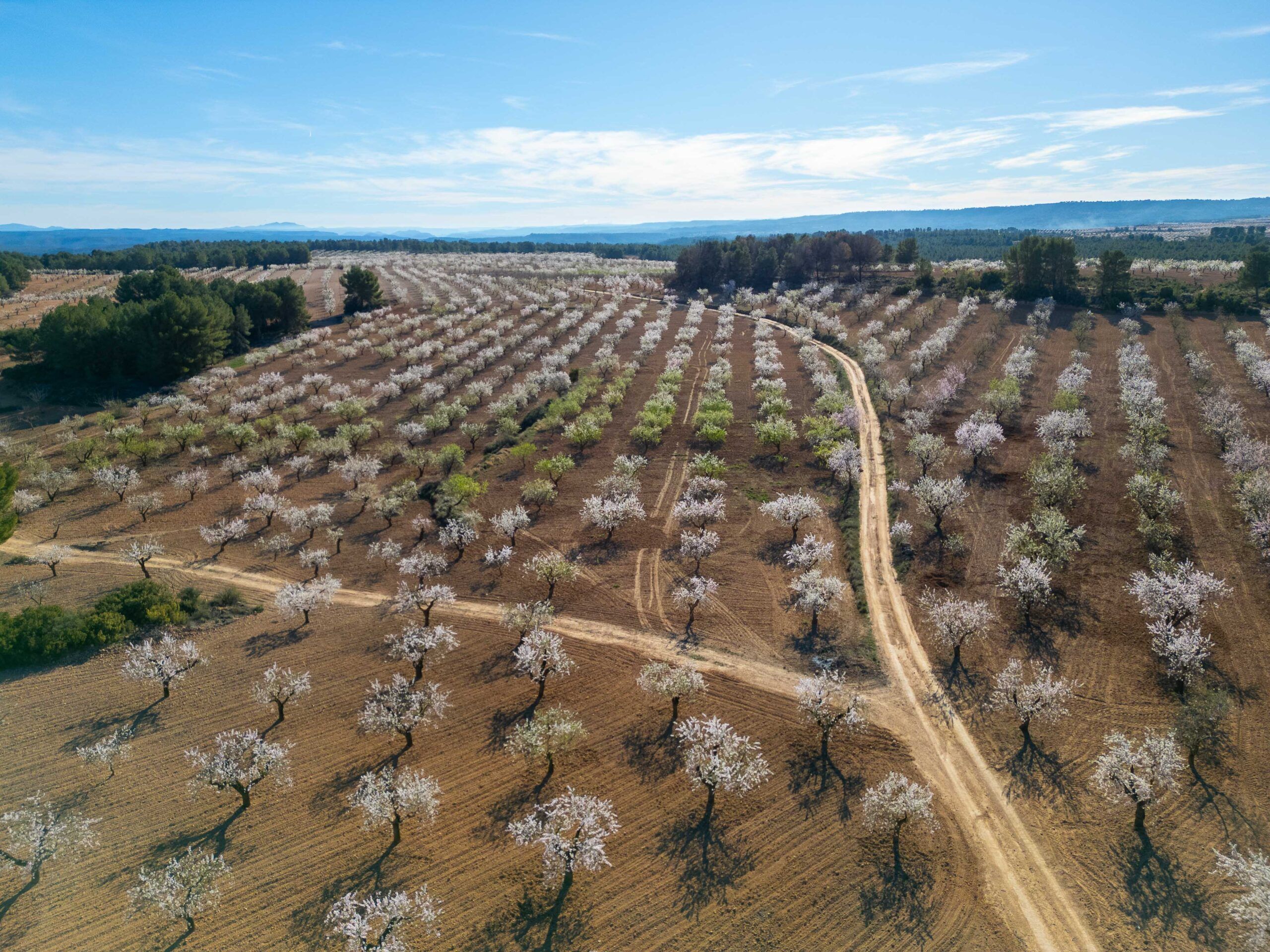 Drone Agricultura y agroalimentaria Valencia
